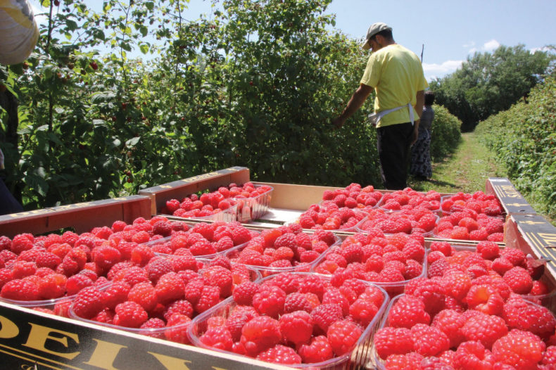 Maline